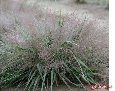 北方园林行业比较火的观赏草 | 高30-50厘米