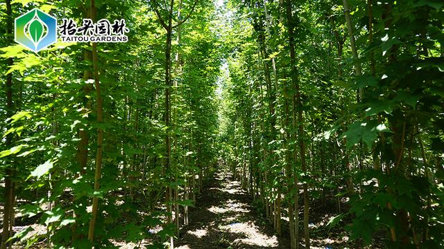 「产品解读」 抬头园林：五角枫