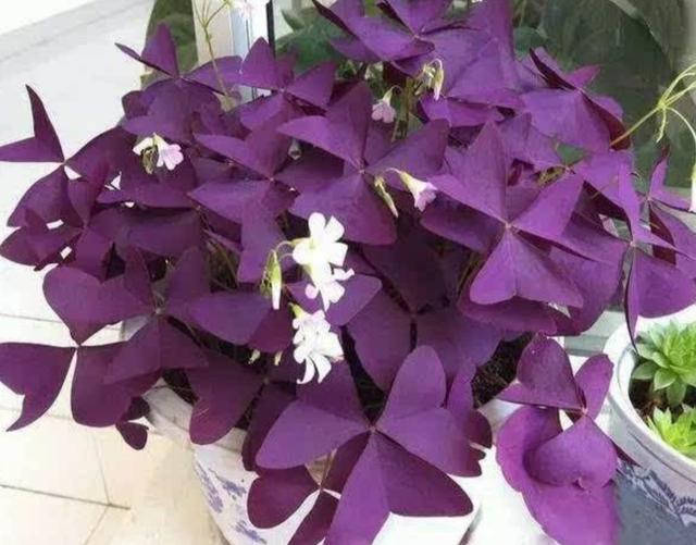 家中养1种“彩色草”，叶子像蝴蝶，比花还好看