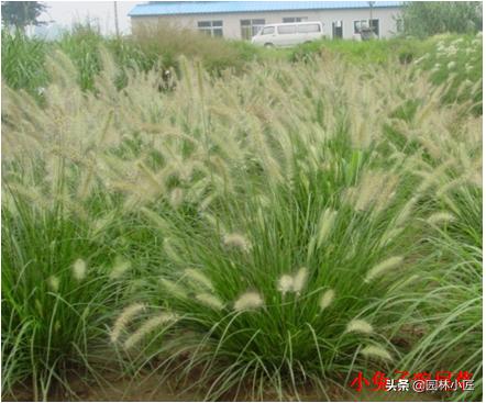 北方园林行业比较火的观赏草 | 高30-50厘米