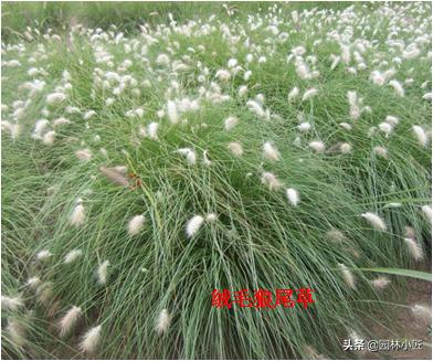 北方园林行业比较火的观赏草 | 高30-50厘米