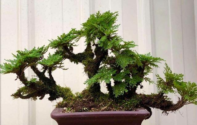 山上有1种植物，养成盆景好美观，见水就能活