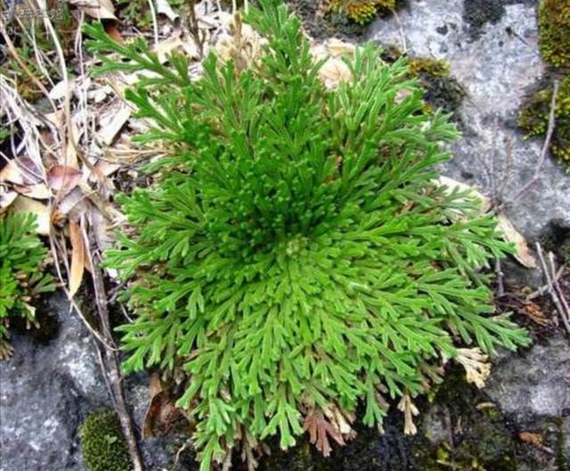 山上有1种植物，养成盆景好美观，见水就能活