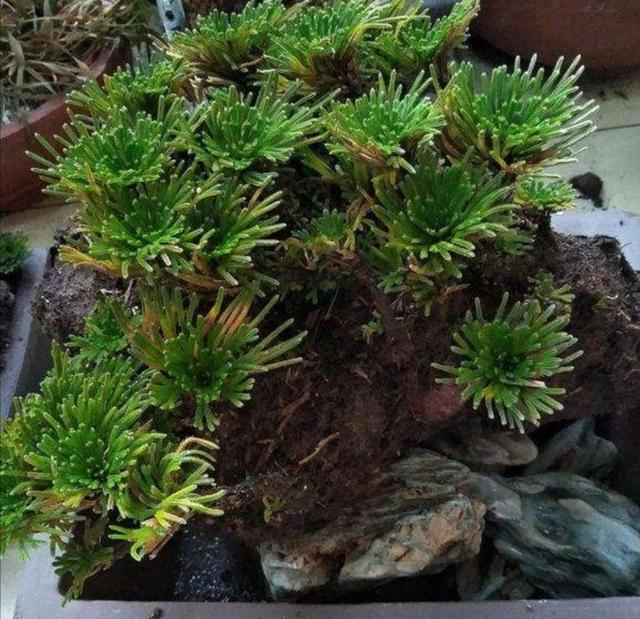 山上有1种植物，养成盆景好美观，见水就能活