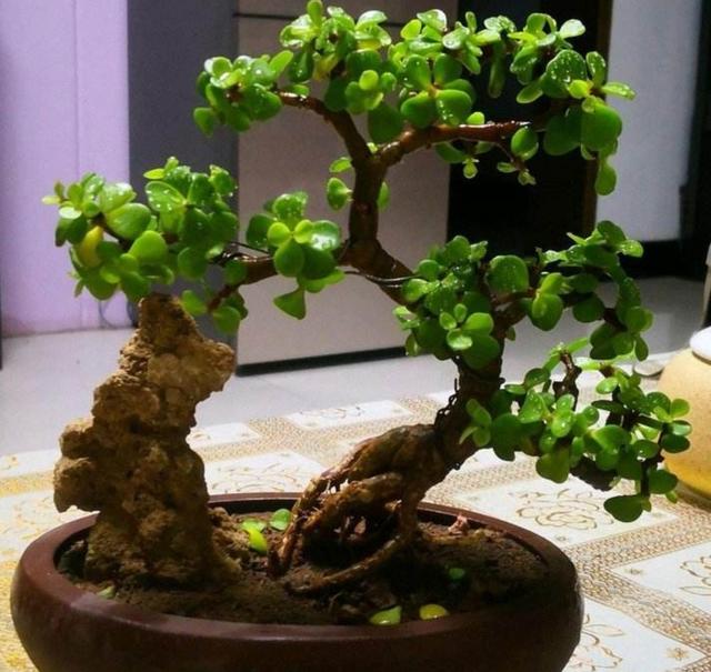 冬天养金枝玉叶，掌握好方法，安全越冬，来年长得旺