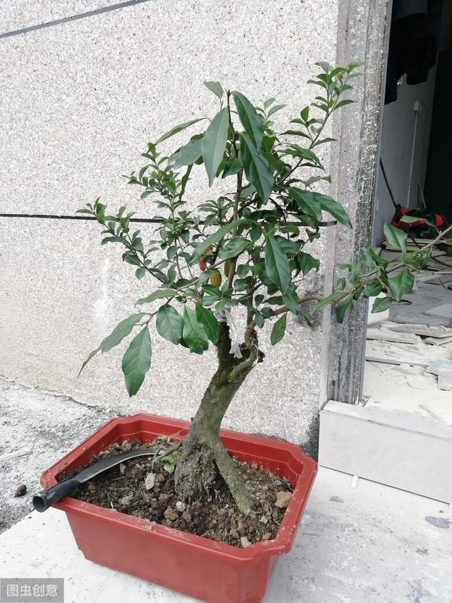   只有雌性金弹子，用4个方法，一样能让它年年结果