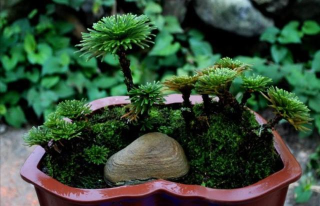 山上有1种植物，养成盆景好美观，见水就能活