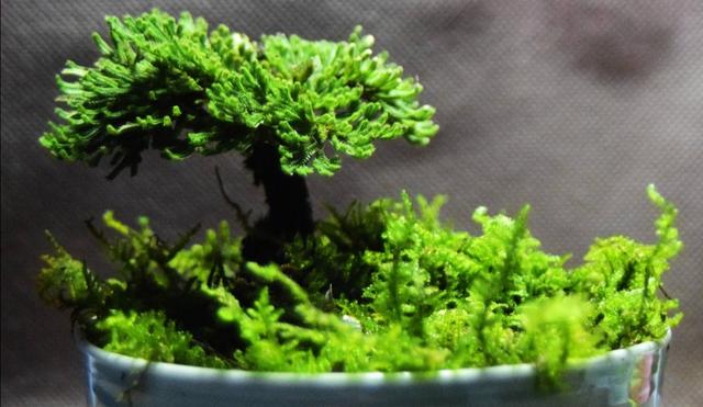 山上有1种植物，养成盆景好美观，见水就能活
