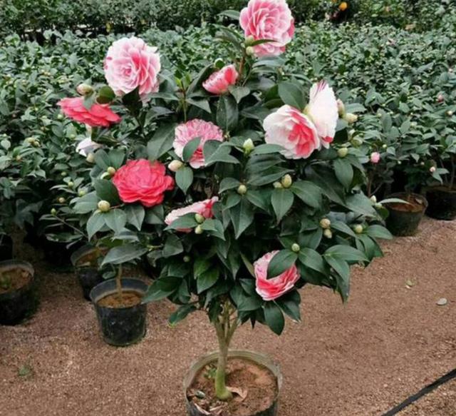 冬天给茶花浇水，容易犯这几个错误，严重的会引起落花落蕾
