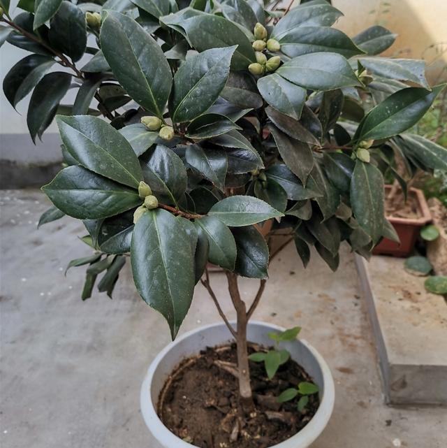冬天给茶花浇水，容易犯这几个错误，严重的会引起落花落蕾