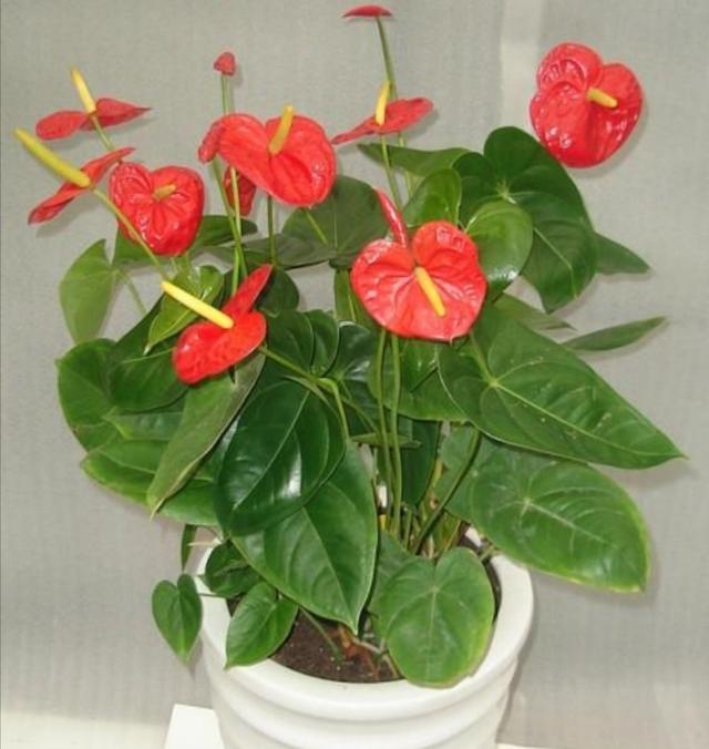 红掌不开花，4种不当养护有关，做好这几点，开花美艳