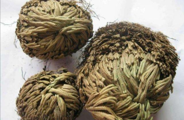山上有1种植物，养成盆景好美观，见水就能活