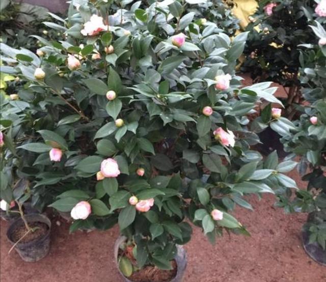 冬天给茶花浇水，容易犯这几个错误，严重的会引起落花落蕾