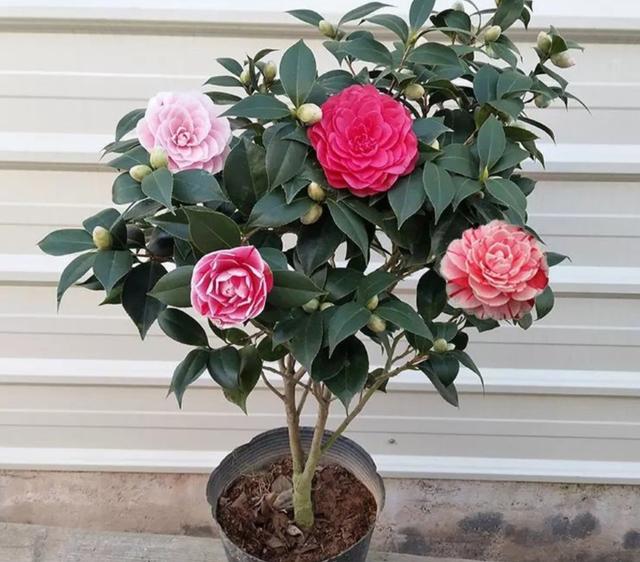 冬天给茶花浇水，容易犯这几个错误，严重的会引起落花落蕾