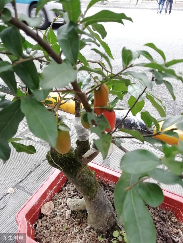   只有雌性金弹子，用4个方法，一样能让它年年结果