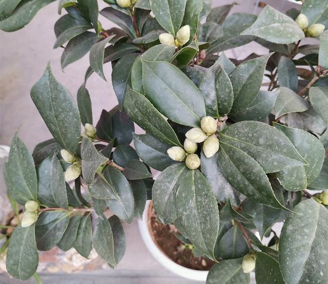 冬天给茶花浇水，容易犯这几个错误，严重的会引起落花落蕾