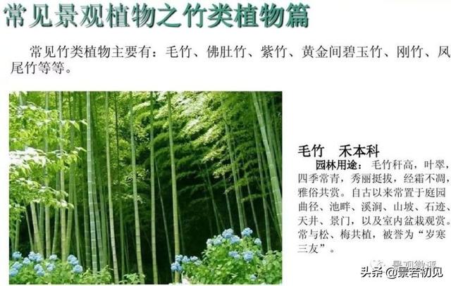 小区景观设计常用植物大全