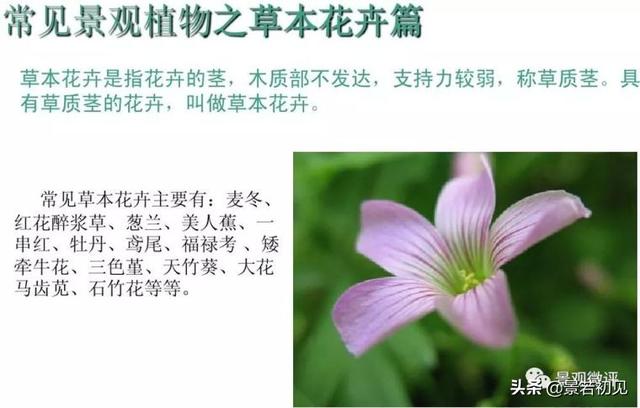 小区景观设计常用植物大全