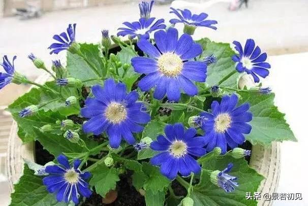 34种 · 蓝紫色系植物，享受高贵典雅浪漫的视觉盛宴