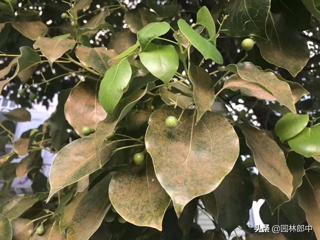 为何在苗木落叶前就要开始喷施植物防冻剂？