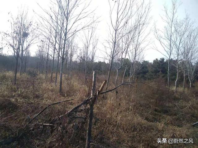 Hold住才是银行，“玉绿化”的时代，苗圃如何发展？