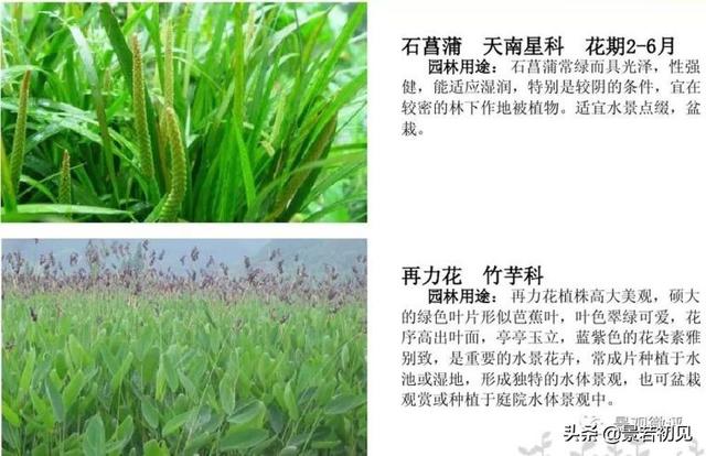 小区景观设计常用植物大全