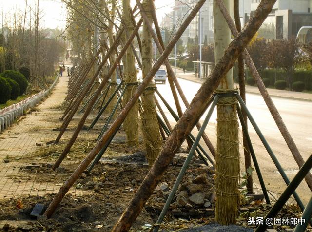 如何判断土壤的酸碱性？在盐碱性土壤中如何提高树木移栽成活率？