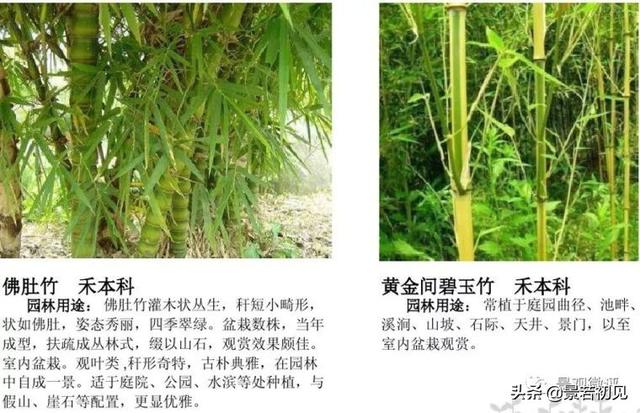 小区景观设计常用植物大全