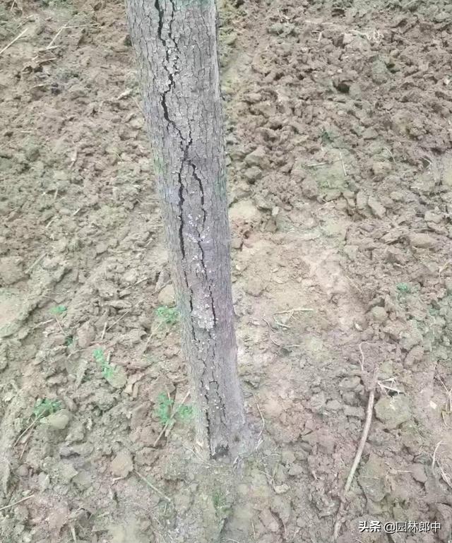 秋季白蜡树迎来最佳观赏期，但是有几个问题栽植时要特别注意