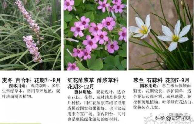 小区景观设计常用植物大全