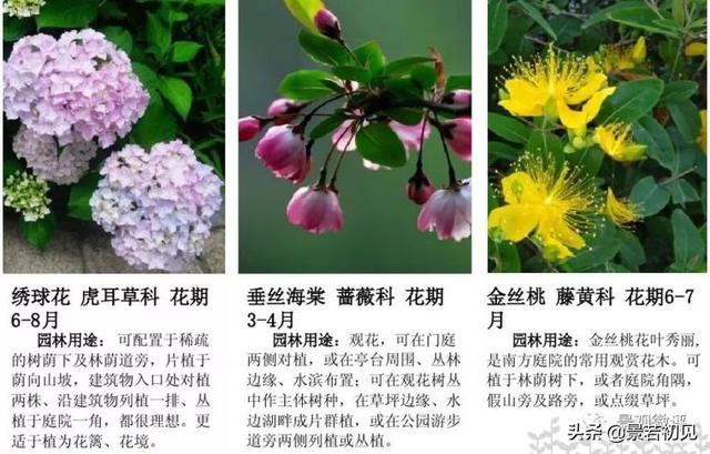 小区景观设计常用植物大全