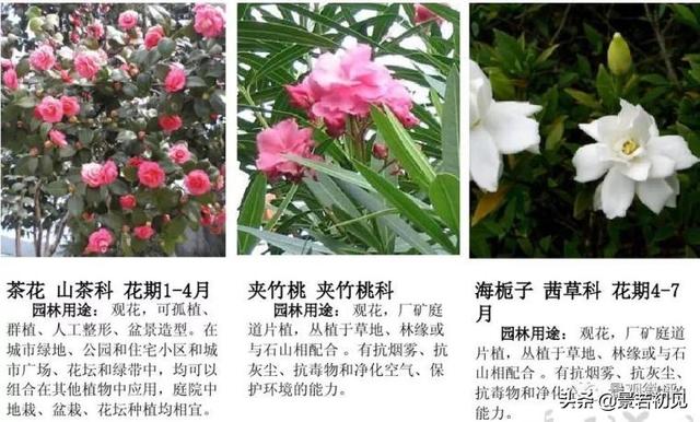 小区景观设计常用植物大全