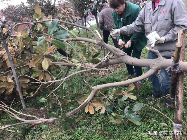 初冬时期树木移植，注意这7点，成活率更有保障