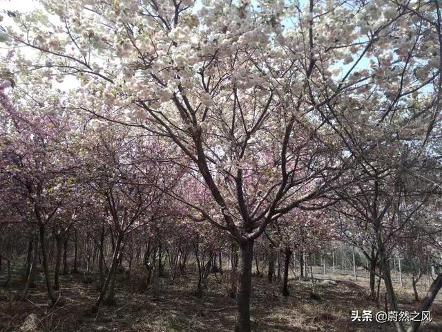 Hold住才是银行，“玉绿化”的时代，苗圃如何发展？
