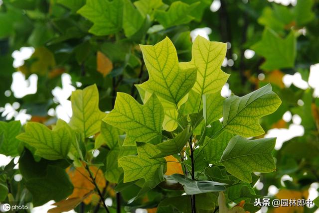 为何在苗木落叶前就要开始喷施植物防冻剂？