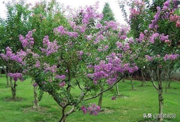 34种 · 蓝紫色系植物，享受高贵典雅浪漫的视觉盛宴