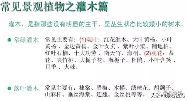 小区景观设计常用植物大全