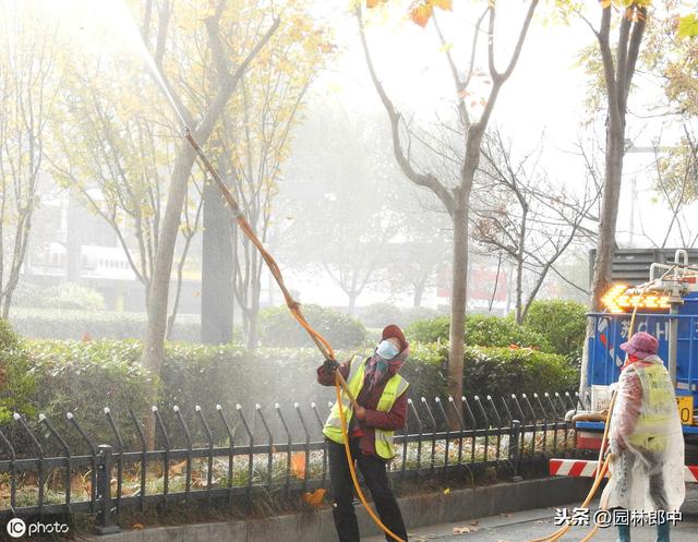 苗木移植后，叶片干枯、变黄、脱落的可能原因及相应的解决方法