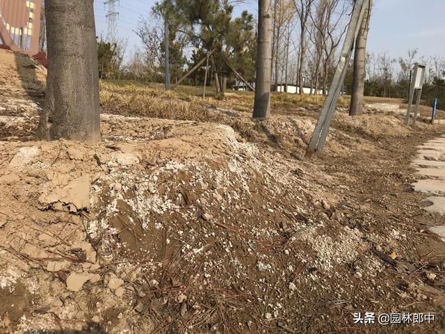 如何判断土壤的酸碱性？在盐碱性土壤中如何提高树木移栽成活率？