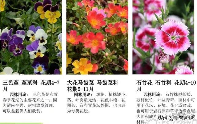 小区景观设计常用植物大全