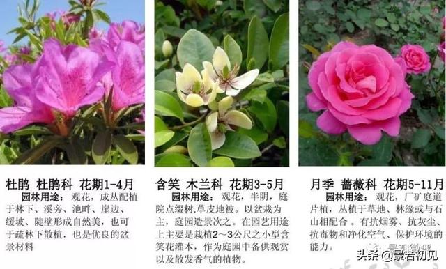 小区景观设计常用植物大全