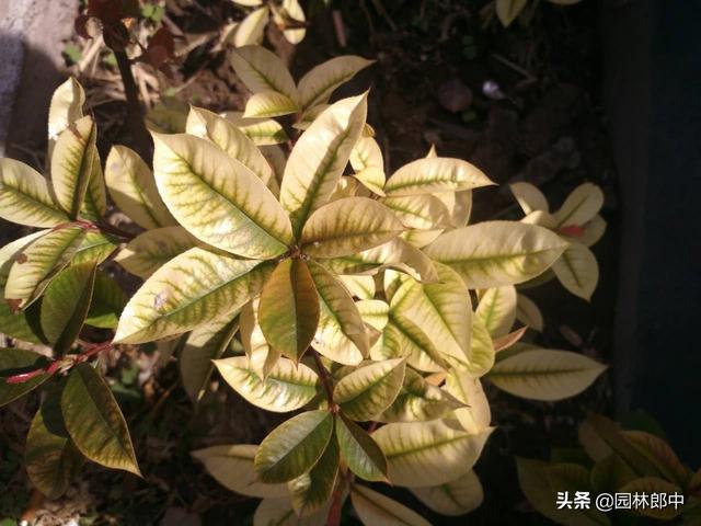 如何判断土壤的酸碱性？在盐碱性土壤中如何提高树木移栽成活率？