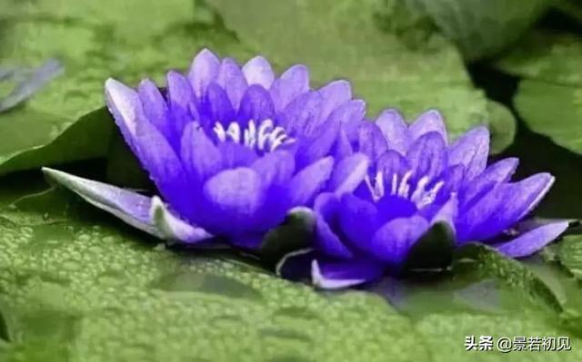 34种 · 蓝紫色系植物，享受高贵典雅浪漫的视觉盛宴
