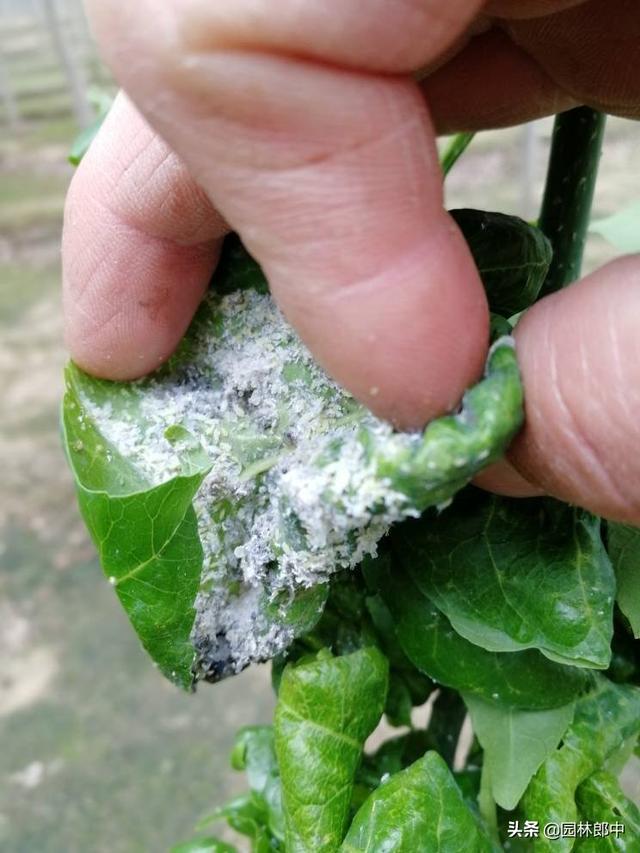 秋季白蜡树迎来最佳观赏期，但是有几个问题栽植时要特别注意