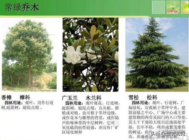 小区景观设计常用植物大全