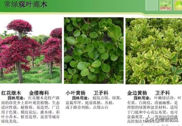 小区景观设计常用植物大全