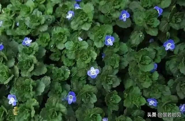 34种 · 蓝紫色系植物，享受高贵典雅浪漫的视觉盛宴