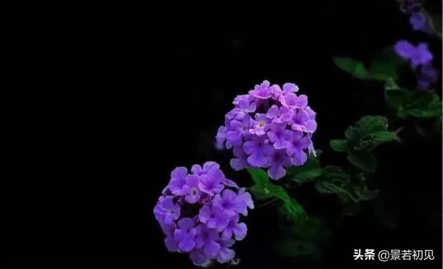 34种 · 蓝紫色系植物，享受高贵典雅浪漫的视觉盛宴