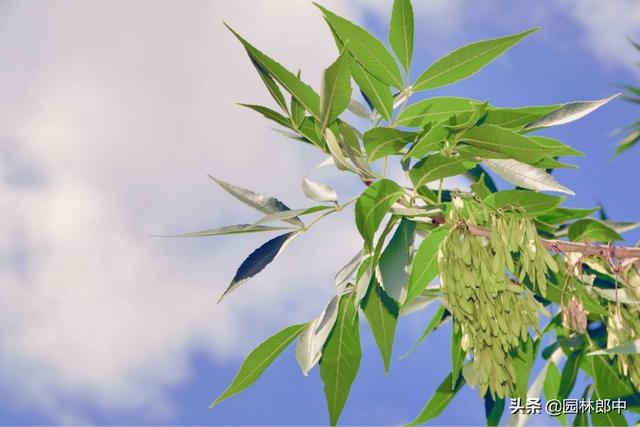 秋季白蜡树迎来最佳观赏期，但是有几个问题栽植时要特别注意