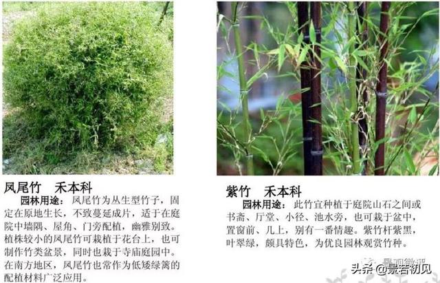 小区景观设计常用植物大全